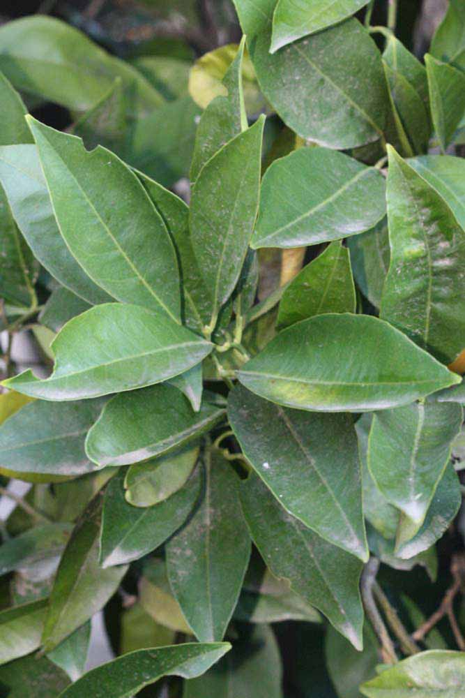            Sun leaves (Sanguinelli, Riverside, CA)   